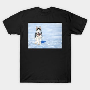 Husky T-Shirt